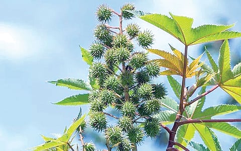 ஆயுள் காக்கும் ஆயுர்வேதம்: கருக் குழாய்களில் அடைப்பு நீங்க வழி என்ன?