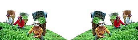 21 கோடி கிலோவாகக் குறைந்த தேயிலை ஏற்றுமதி