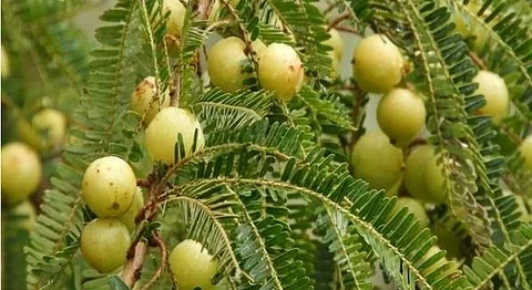 ஒரே ஒரு பழத்தில் இவ்வளவு மகத்துவம் இருக்கா?