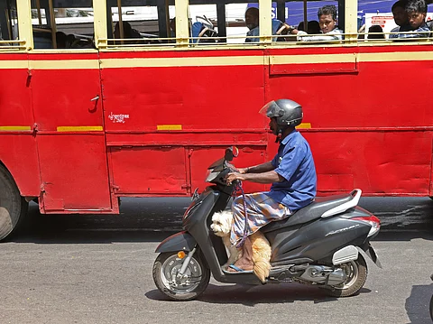 14/02/2024 Thiruvananthapuram: Stand alone photo:An Indian Spitz - Terrier mix dog enjoyed his two-wheeler ride with his master on the busy street in