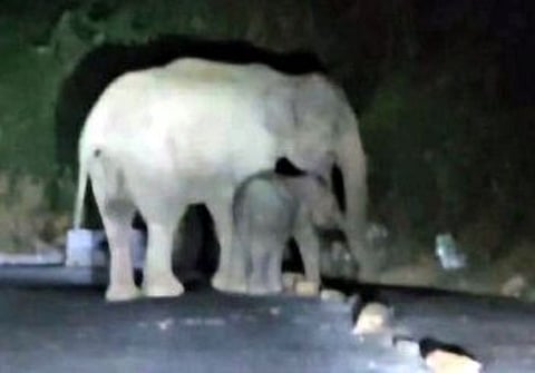 கடம்பூா் மலைப் பகுதியில் இரவு நேரத்தில் குட்டியுடன் சாலையோரத்தில் சுற்றிய யானை.