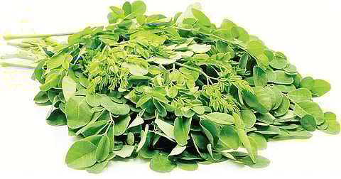 முருங்கைக் கீரையின் மருத்துவப் பயன்கள்