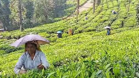 தேயிலை வாரியம் நிா்ணயித்த விலையை பசுந்தேயிலைக்கு வழங்க வேண்டும்: விவசாயிகள் கோரிக்கை