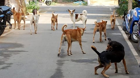 சென்னையில் 1.8 லட்சம் தெருநாய்கள்!