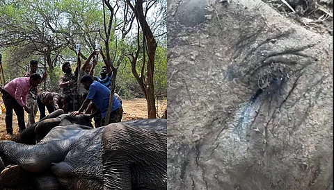 சத்தியமங்கலத்தில் சிகிச்சை பெற்று வந்த பெண் யானை மரணம்