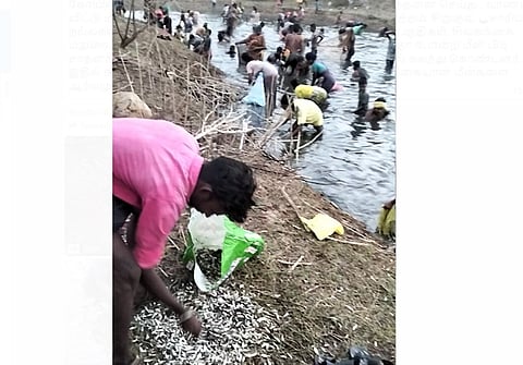 நத்தம் அருகே மீன்பிடித் திருவிழா