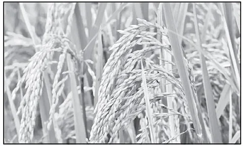 புரப்போர்பொன் னிணங்குகை போல