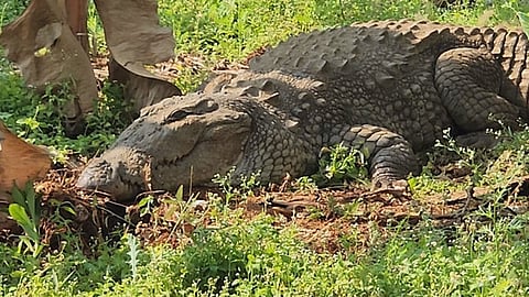 மகாராஷ்டிரம்: விவசாய நிலத்தில் இருந்து பிடிபட்ட 8 அடி நீள முதலை