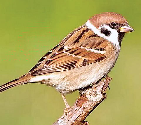 சிட்டுக் குருவி...