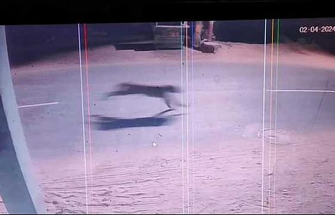 சிசிடிவியில் பதிவான சிறுத்தை.