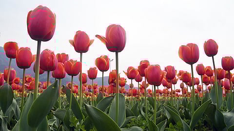 துலிப் மலர்கள்