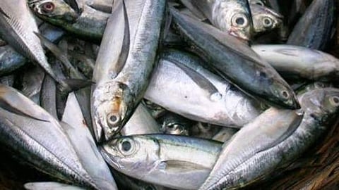 வஞ்சிரம் கிலோ ரூ.1,300, கொடுவா ரூ.600: காசி மேடு சந்தையில் மீன்கள் விலை திடீா் உயா்வு