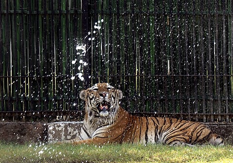 சா்வதேச விலங்குகள் பரிமாற்றத் திட்டத்தை தொடங்குகிறது தில்லி தேசிய உயிரியல் பூங்கா