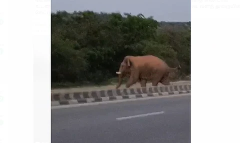 ஒசூர் தேசிய நெடுஞ்சாலையில் வாகனங்களை வழிமறித்து கடந்து செல்லும் ஒற்றை யானை