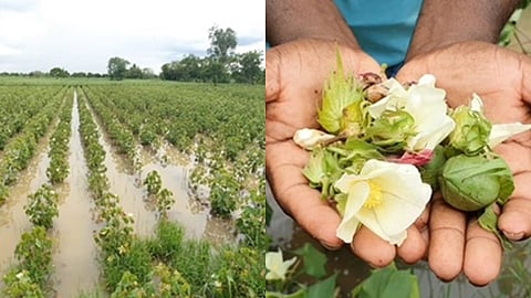 தொடர் மழை: டெல்டாவில் 25 ஆயிரம் ஏக்கர் பருத்தி சாகுபடி பாதிப்பு