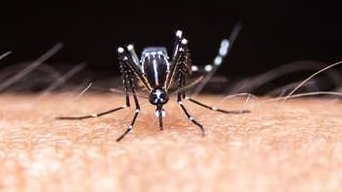 தடுப்பூசி வரும்வரை...