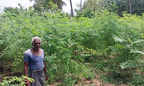 கே.புதுக்கோட்டை பகுதியில் மழையால் பூக்கள் உதிா்ந்த முருங்கைச் செடிகள்.