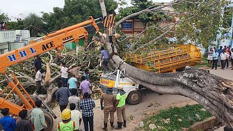 லாரி மீது நூறு ஆண்டுகள் பழமையான ஆலமரம் விழுந்து இருவா் பலி