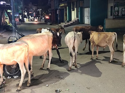 திருவள்ளுவா் சாலையில் இரவில் திரிந்த மாடுகள்.