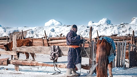 கடும் வறட்சி, கொடும் பனி! மங்கோலியாவில் 71 லட்சம் கால்நடைகள் பலி!