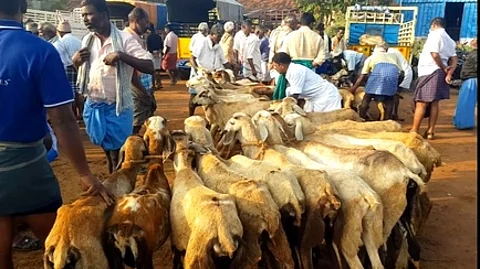 ஆட்டுச்சந்தை