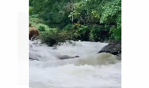 கூடலூரில் வெள்ளிக்கிழமை ஆற்றில் ஏற்பட்ட வெள்ளப் பெருக்கில் அடித்துச்செல்லப்பட்ட காட்டு யானை.