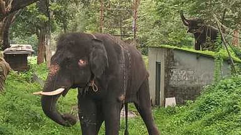 பாதுகாப்புப் பணியில் கும்கிகள்