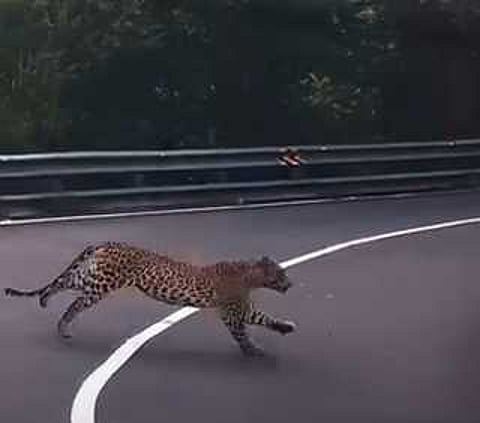 திம்பம் மலைப் பாதையில் சிறுத்தை நடமாட்டம்