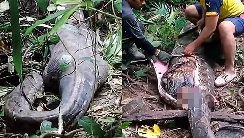 ஒரு பெண்ணை விழுங்கிய 16 அடி மலைப்பாம்பு!