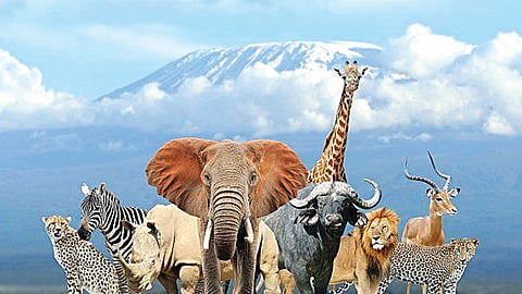 வனமும் வாழ்வும்!