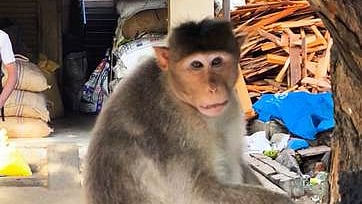 சேவூா் பகுதியில் சுற்றித்திரியும் குரங்கு.