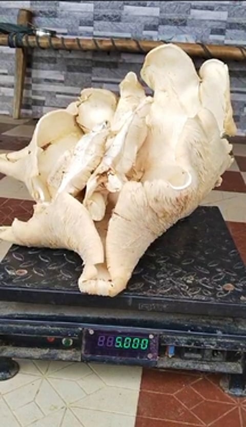 விளைநிலத்தில் விளைந்த 5 கிலோ ராட்சத காளான்!