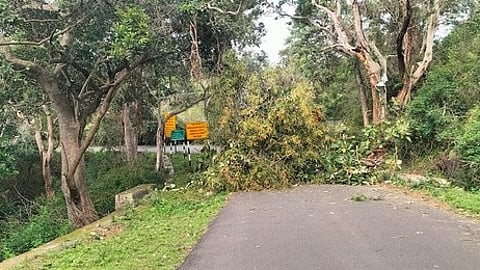 கோ்மாளம் - ஆசனூா் சாலையில் விழுந்துகிடக்கும் மரம்.