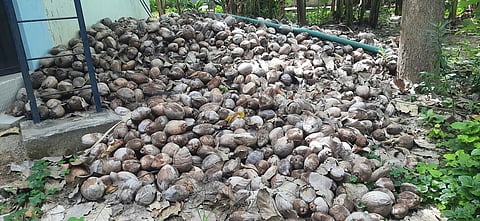 திருவதிகை வீரட்டானேஸ்வரா் கோயில் பிராகாரத்தில் மக்கி வீணாகி வரும் நூற்றுக்கணக்கான தேங்காய்கள்