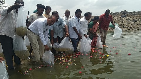 மேட்டூா் அணையின் வலது கரையில் மீன் குஞ்சுகளை இருப்பு செய்கிறாா் தருமபுரி மண்டல மீன்வளத் துறை துணை இயக்குநா் சுப்பிரமணி.