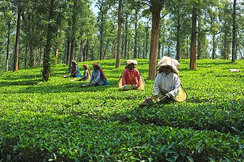 2023-இல் ஏற்றம் காணாத தேயிலை ஏற்றுமதி