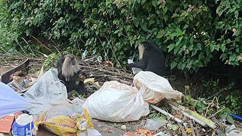 குப்பைகளில் உணவைத் தேடும் சிங்கவால் குரங்குகள்.