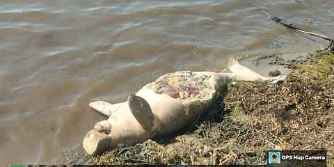 கடல் பசு நம்புதாளை கடற்கரைையில் வெள்ளிக்கிழமை உயிரிழந்த நிலையில் கரை ஒதுங்கிய கடல் பசு.