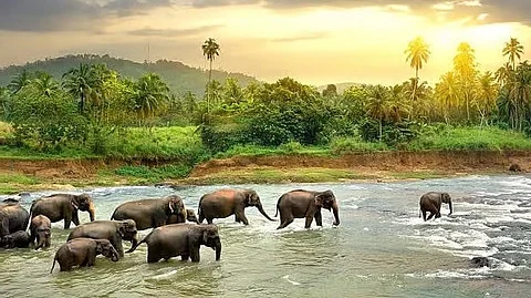 யானைக் கூட்டம்