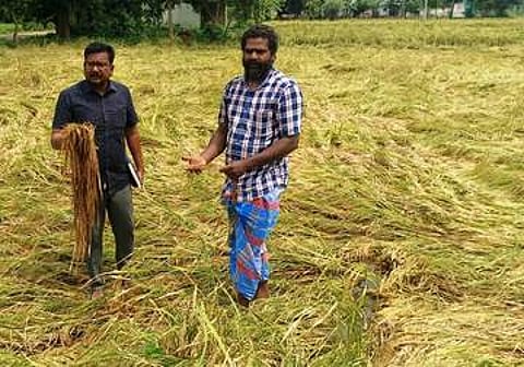 நெமிலி வட்டம், கா்ணாவூரில் வயலில் மழைநீா் தேங்கியதால் அறுவடைக்கு 15 நாள்களே உள்ள நிலையில் சாய்ந்த நெல் பயிா்கள். (வலது) சோளிங்கா் வட்டம், வேலம் கிராமத்தில் சேதமடைந்த நெல் பயிா்களை பாா்வையிட்ட மாவட்ட வேளாண் துறை துணை இயக்குநா் செல்வராஜ்.