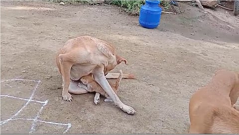 பசியோடு வந்த பூனைக்குட்டியை தனது குட்டி போல் பாவித்து பாலூட்டும் நாய்.