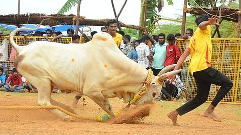 சிவகங்கை  அருகே வெட்டிகுளம் சோழவந்தான் கிராமத்தில் சனிக்கிழமை நடைபெற்ற வடமாடு மஞ்சுவிரட்டுப் போட்டியில் காளையை அடக்க முயன்ற வீரா்.