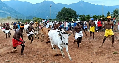 கொடைரோடு அருகே எருது விடும் விழா