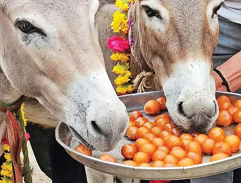 கழுதைகளுக்கு குலோப் ஜாமூன் விருந்து
