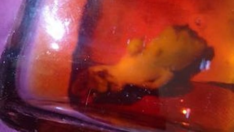 புதுக்கோட்டையில் மதுபாட்டிலின் உள்ளே இறந்து கிடந்த பல்லி.