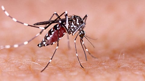 கர்நாடகத்தில் டெங்கு பாதிப்பு அதிகரிப்பு!