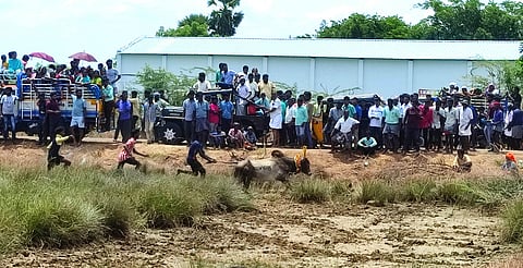 மஞ்சுவிரட்டு: காளைகளை 
அடக்க முயன்ற 25 போ் காயம்