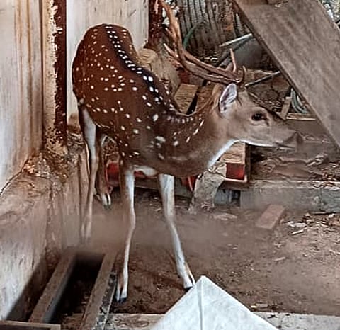 பேய்க்குளத்தில் மீட்கப்பட்ட மான்.