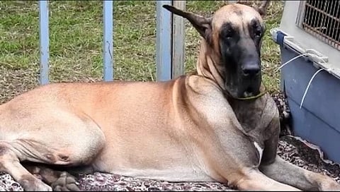 கண்காட்சியில் இடம் பெற்ற ராஜபாளையம் நாய்