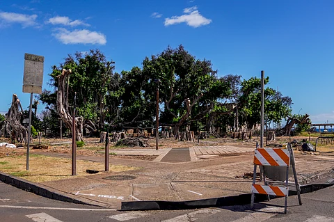 banyan tree is coming back to life